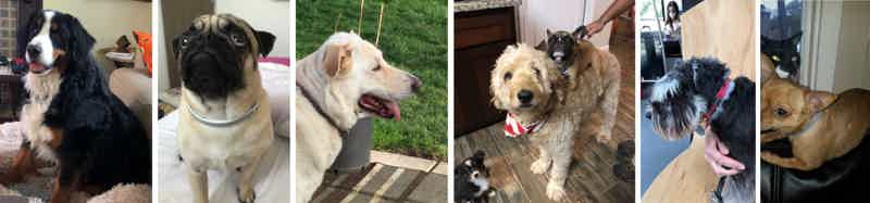 dewel flea and tick collar reviews