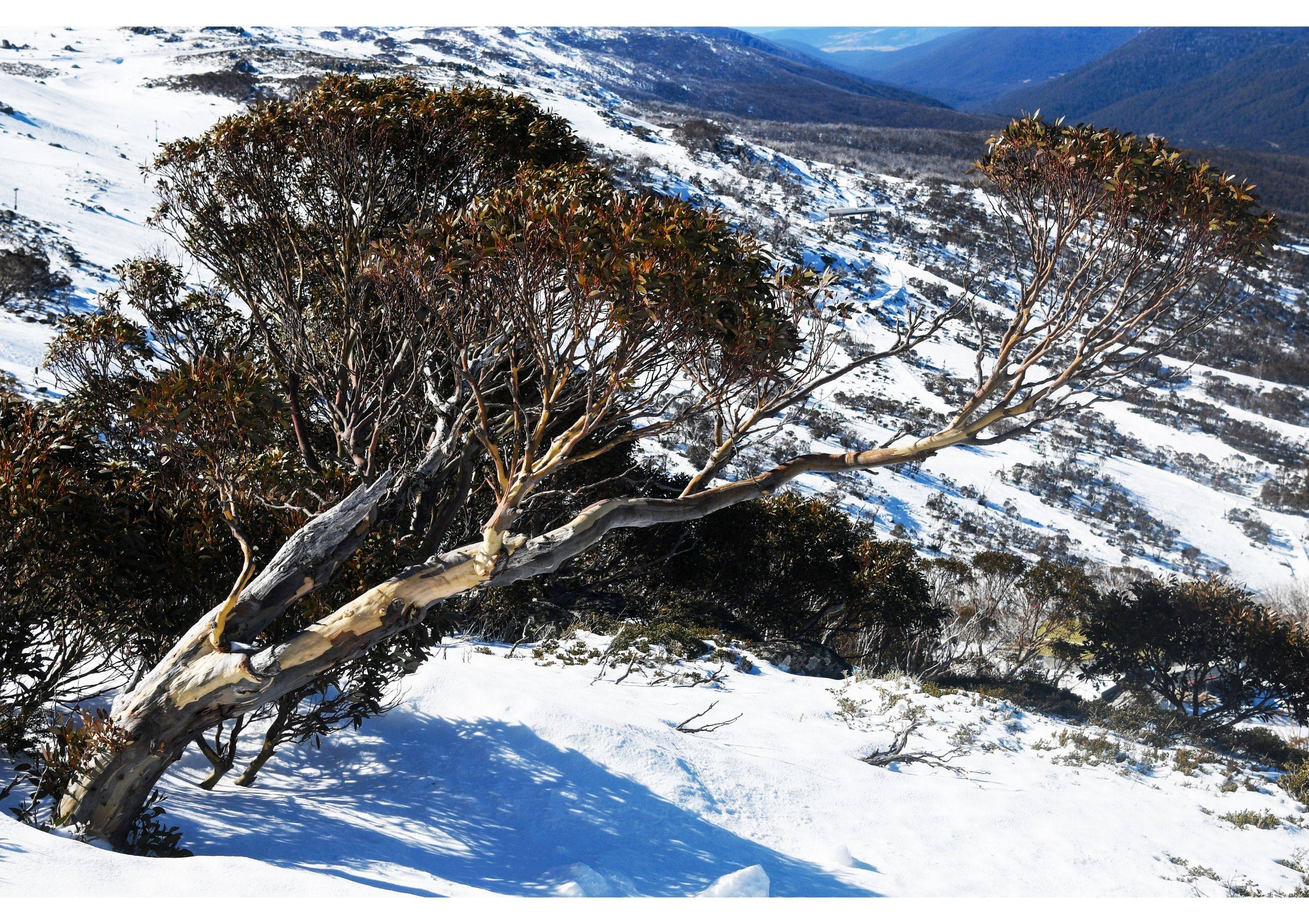 Snow Gums Eagle Nest NSW