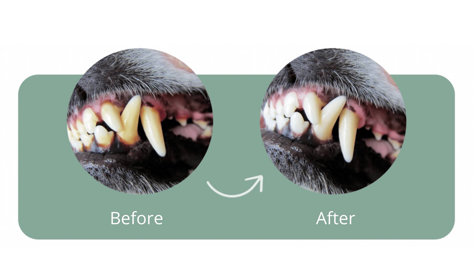 Before / after image showing yellow teeth before eating Mammaly and white teeth after