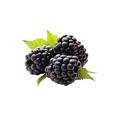 Resveratrol Supplement made from blackberries