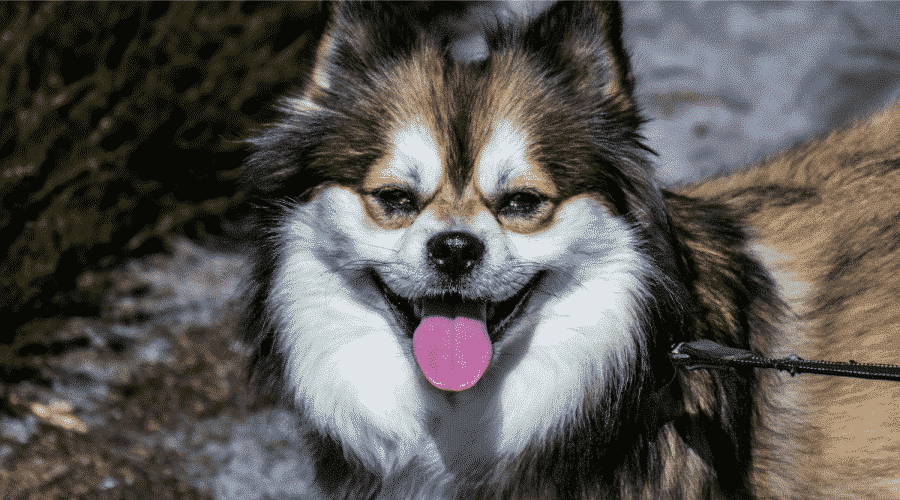 husky chihuahua mix