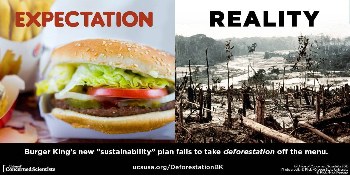 An image showing the impact of a burger on deforestation