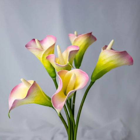 Yellow Pink Mini Calla Lily - Realistic Artificial Flowers