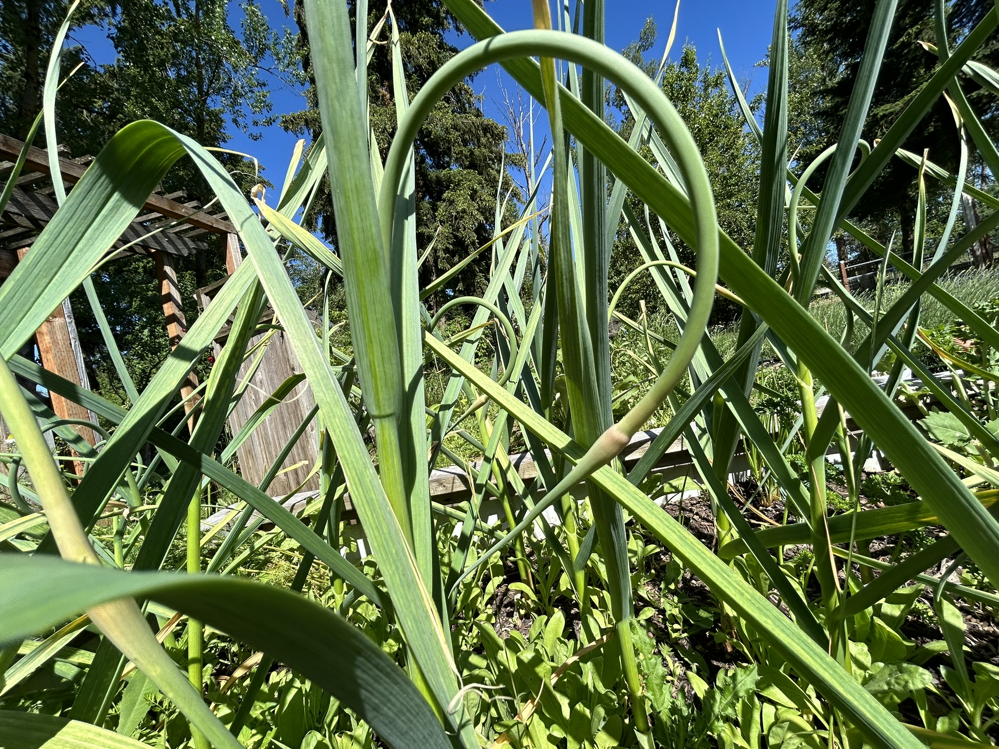 Garlic growing in the garden forming scapes