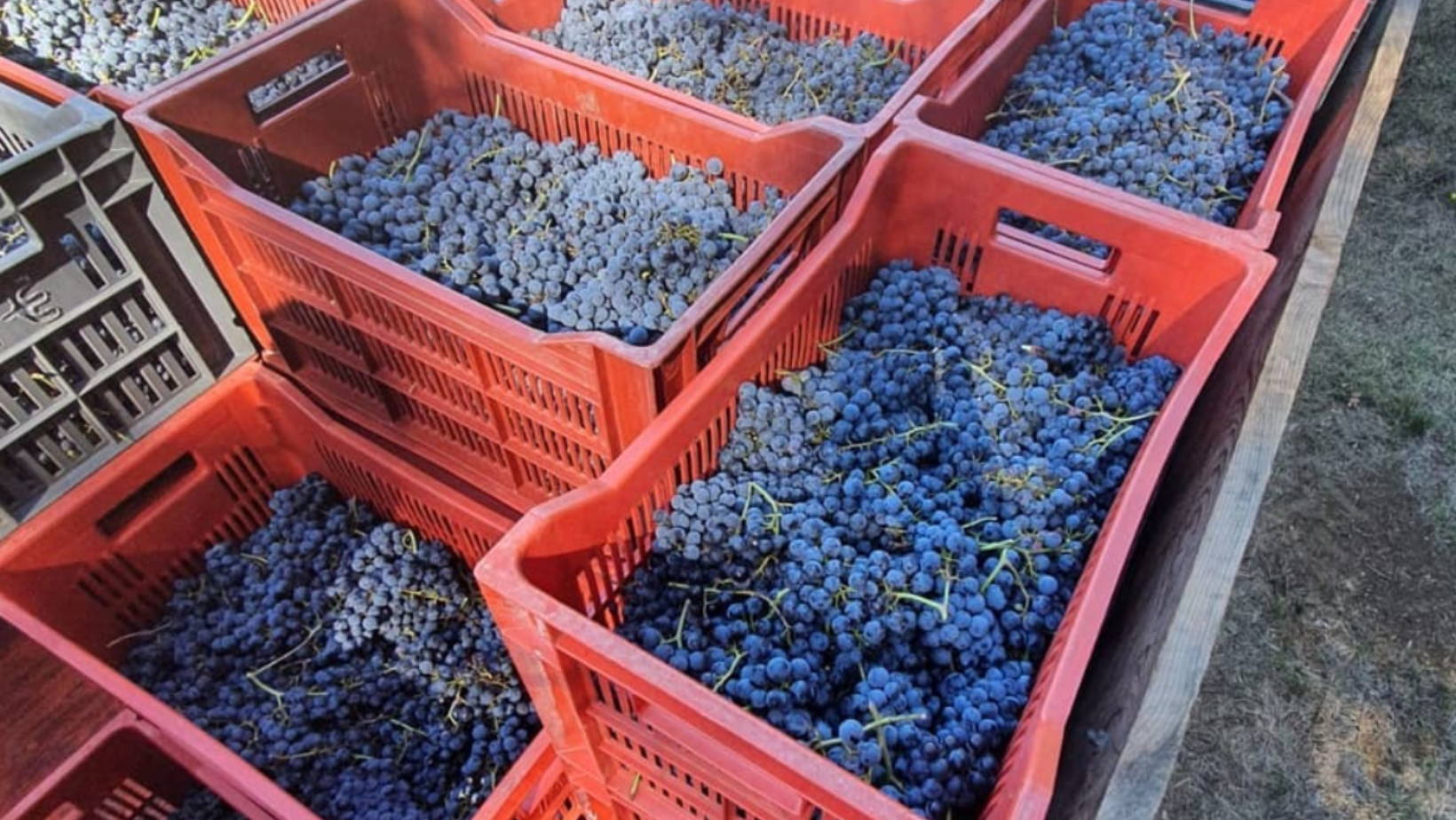 France, vin nature, rawwine, organic wine, vin bio, vin sans intrants, vin sans souffre, vin sans sulfites ajoutés, vin rouge, vin blanc, rouge, blanc, vin propre, vigneron, domaine bio, biodynamie, vigneron nature, vin biodynamique, raizin brut, Quimper, Finistère,distributeur, agent, vrp, gurwan, gurwan le gouil, Raizin Brut, vignerons, culture biologique, biodynamie, gwennaelle le bars, domaine le bars, var, bras, provence, et le jeu, premier rolle, vaudeville, provence verte    