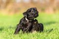 alt="Small black dog itching his ear with his hind leg in a grassy field."