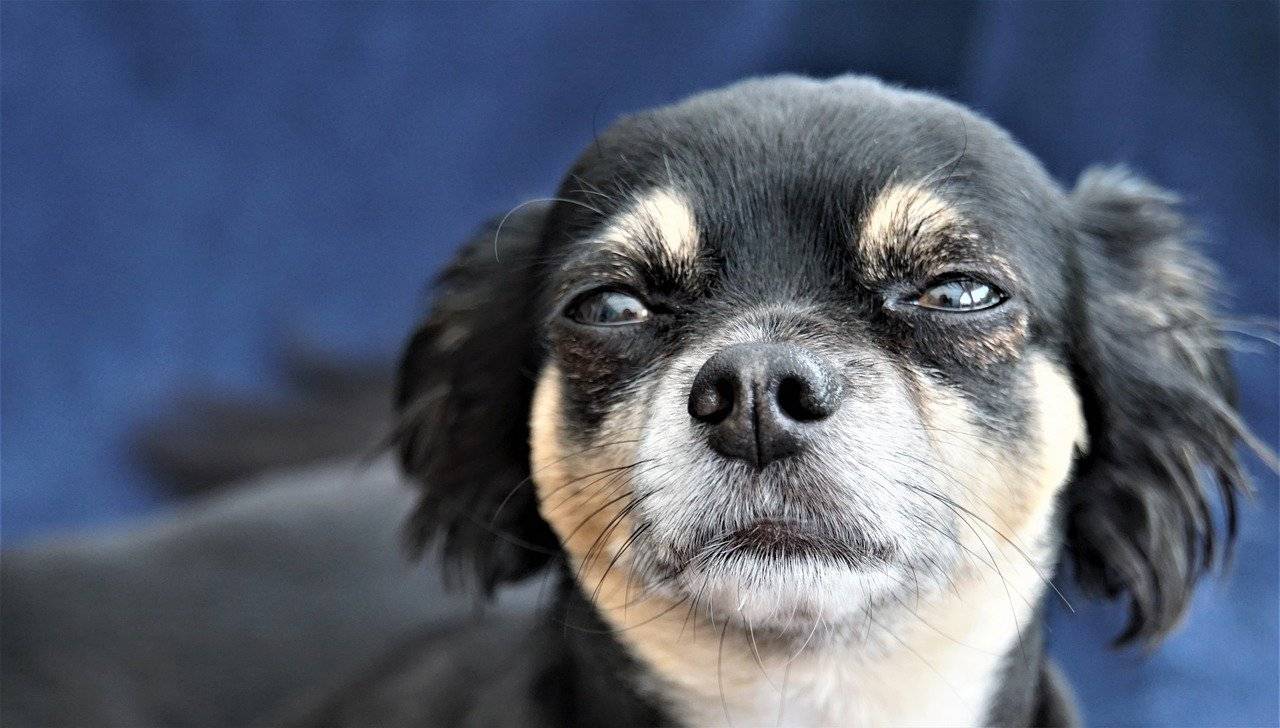 why are chihuahuas so shaky