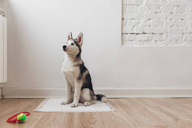 chihuahua husky mixes are not great in apartments