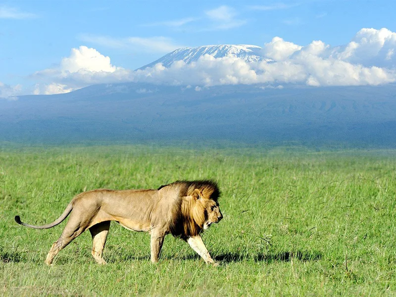 Amboseli & Tsavo East National Park Safari