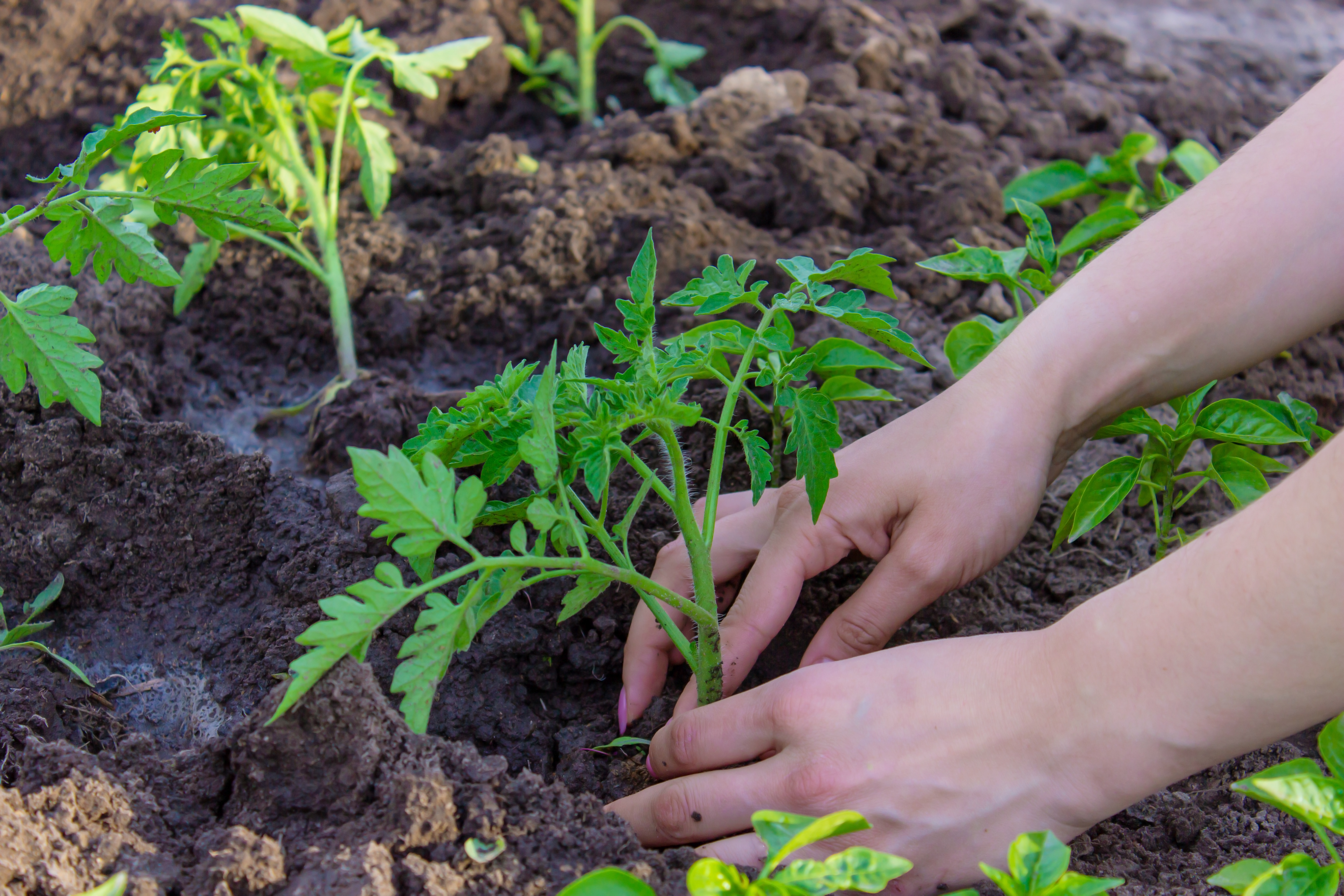 A pair of hands planting tomato plants