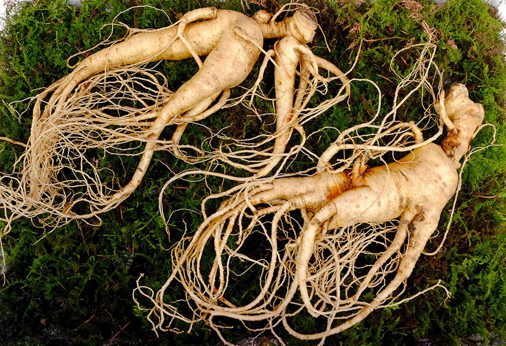 Ginseng - Relief For Menopause Mood Swings