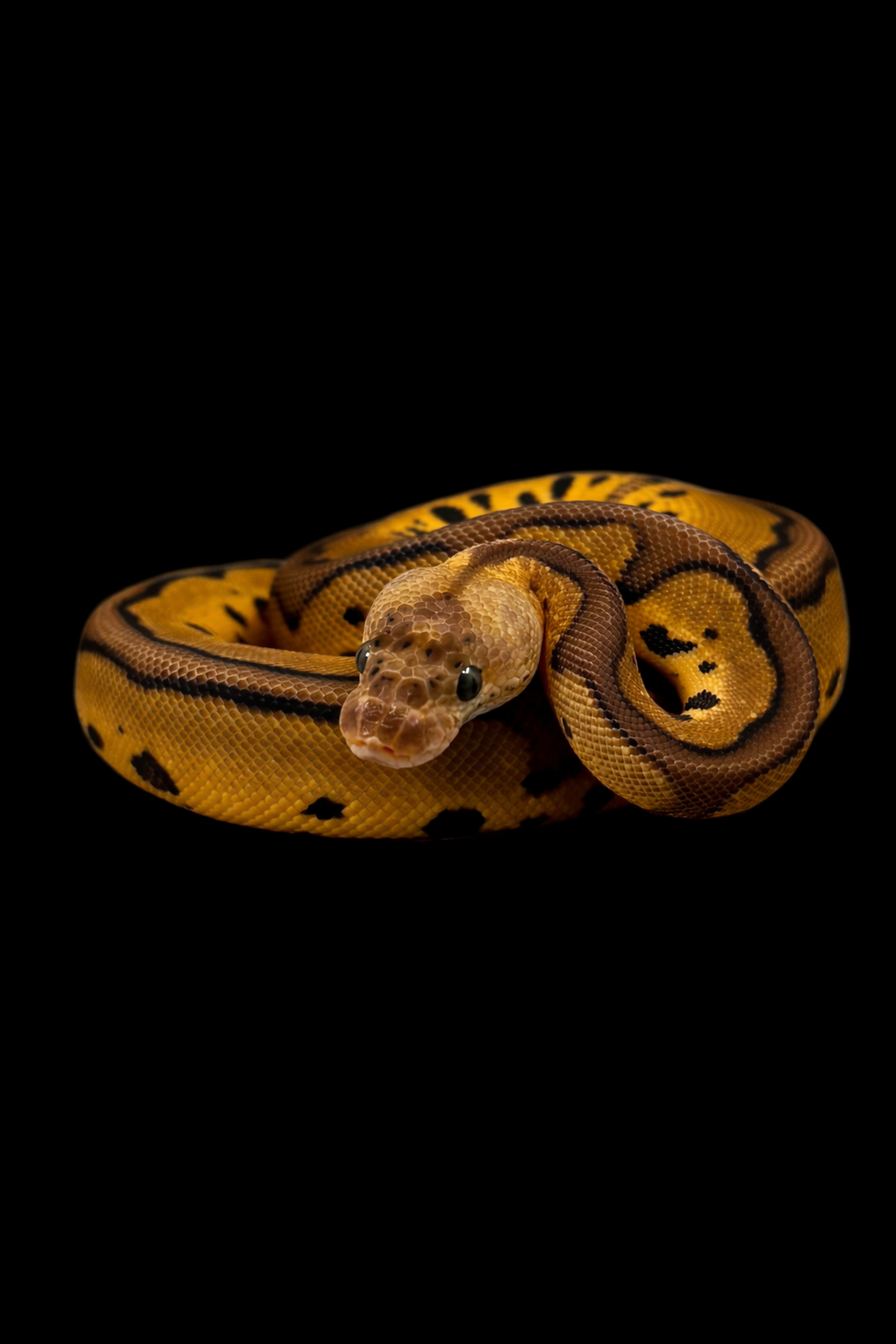 Slangen uit eigen kweek bij Jazz Reptiles
