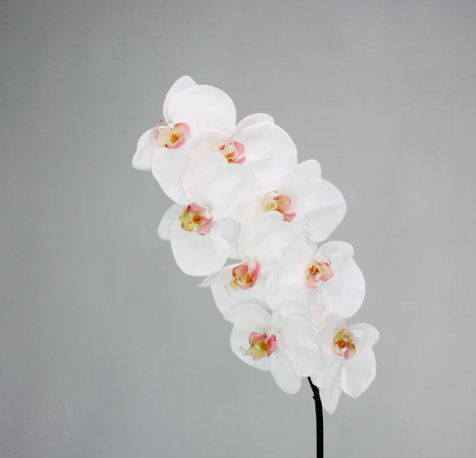 Phalaenopsis Stem - Realistic Artificial Flowers