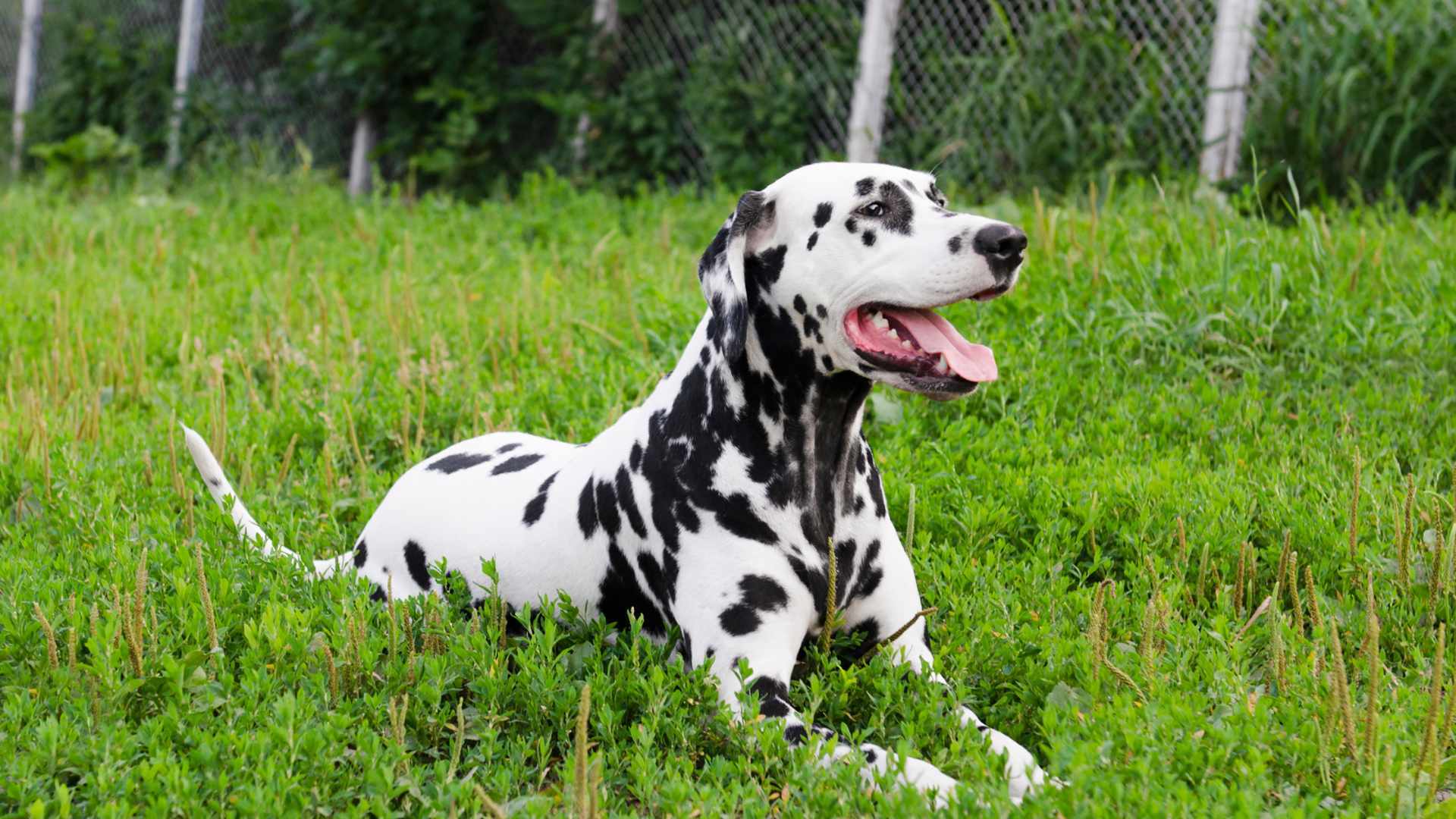 Hund lässt sich Bauch kraulen