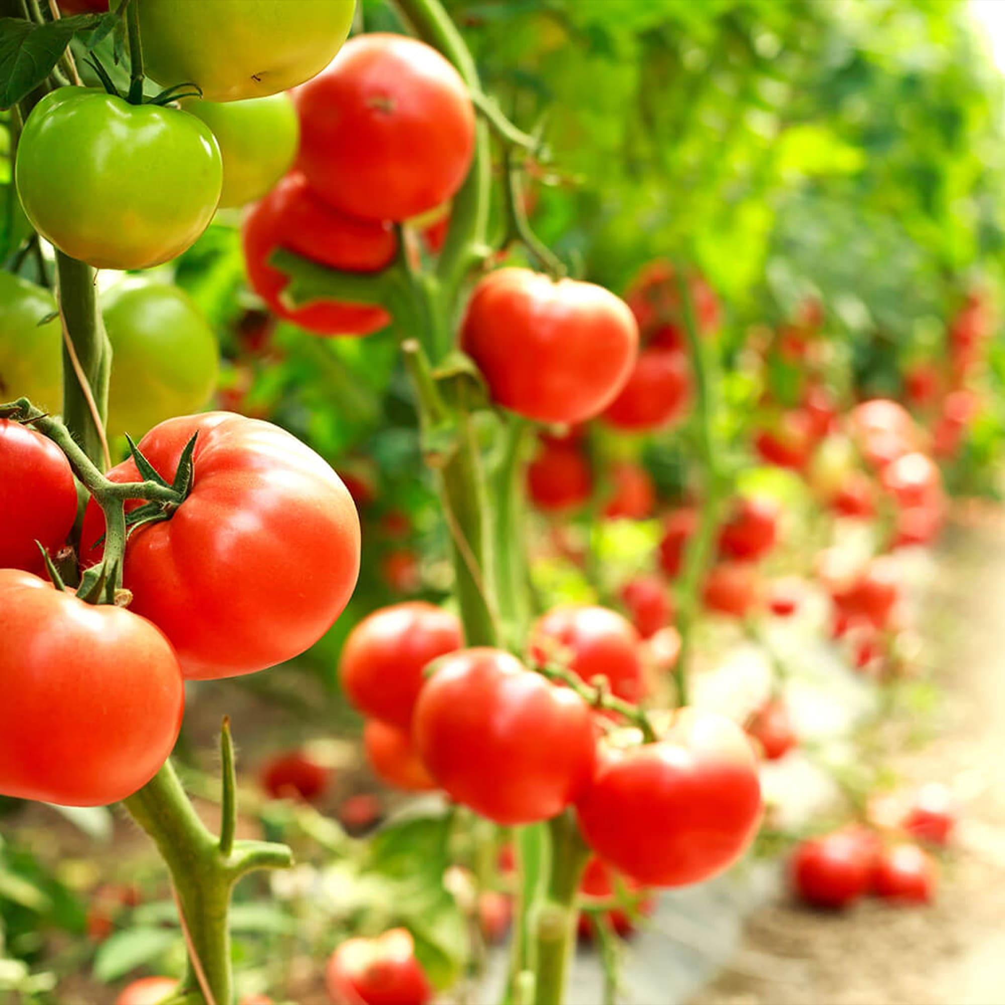 Clusters of ripe red and unripe green tomatoes growing on tall, leafy vines in a sunlit garden or greenhouse, with more tomatoes visible in the blurred background.