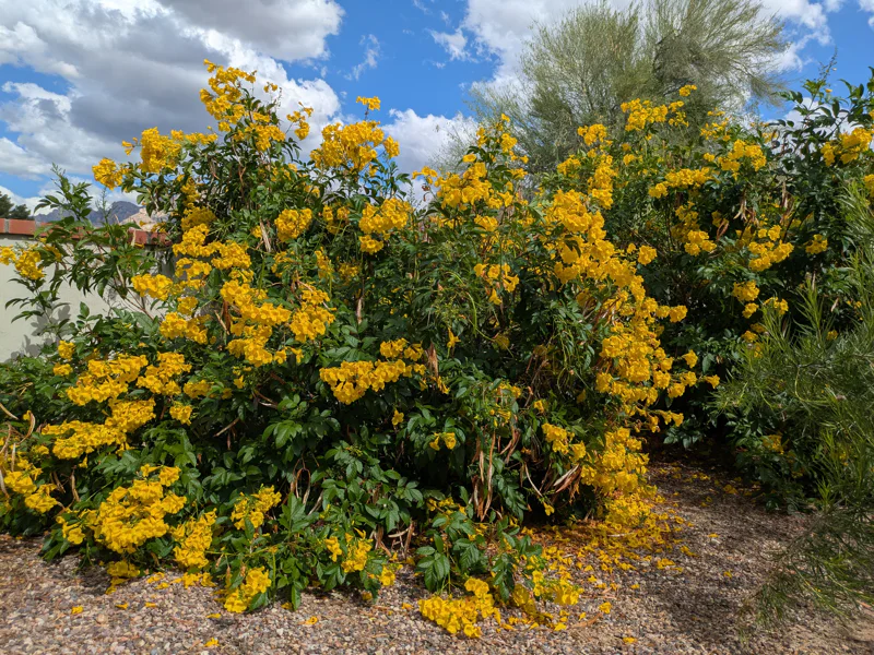 Yellow Bells of Tecoma