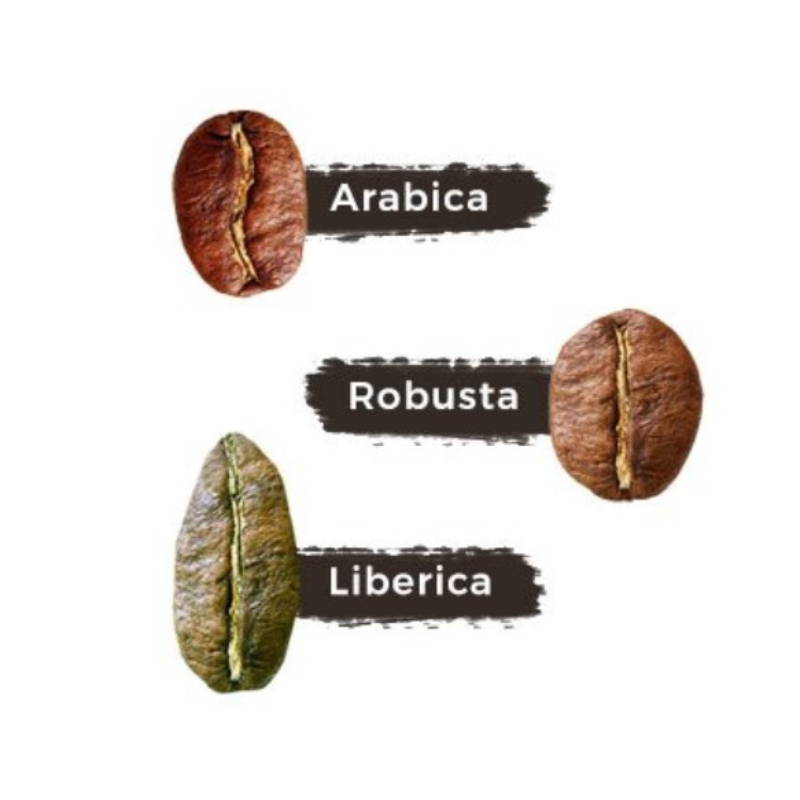 Арабика робуста вкус. Зёрна Робуста Арабика Либерика. Кофе Арабика Робуста Либерика. Сорта кофе Арабика Либерика Робуста отличия. Виды кофе Арабика Робуста Либерика Эксцельза.