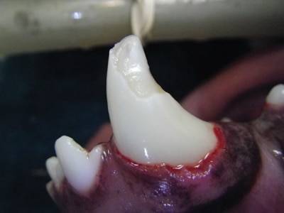 tooth trauma chihuahua