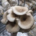 Handing holding blue oyster mushroom cluster in fruiting chamber