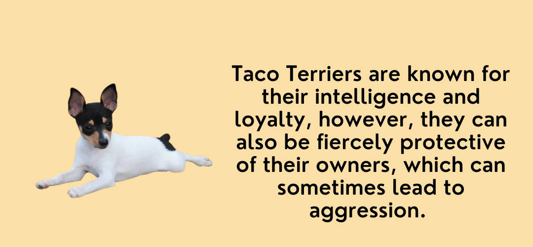 taco terrier