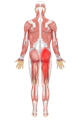 anatomical body highlighting the leg, where you get sciatica