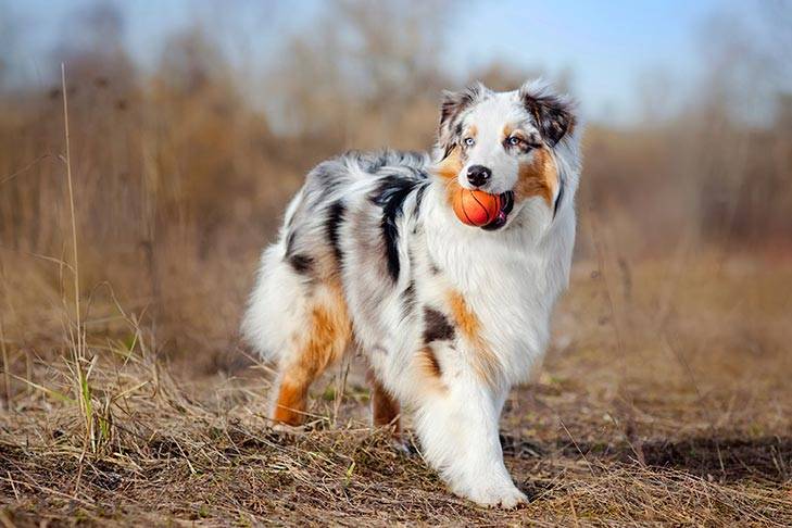 Everything you need to know about the heat cycle of an Australian Shep