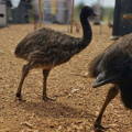 curious_emu_chicks_gypsy_shoals_farm curious_emu_chicks_gypsy_shoals_farm