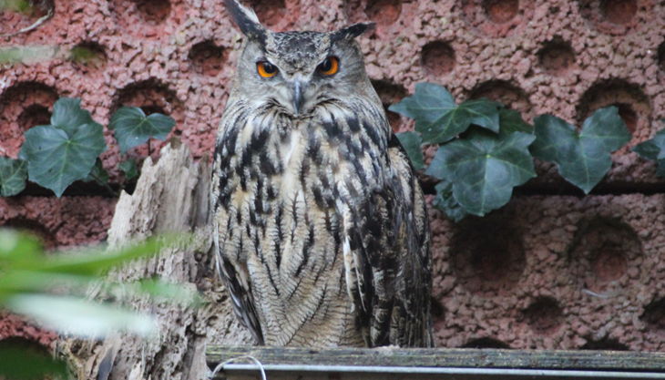 wildpark reuschenberg uhu