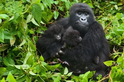 Rwanda Gorilla & Chimpanzee Safari