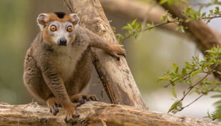 naturzoo rheine kronenmaki