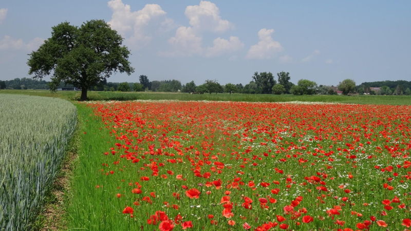 Impressionen Hanauerland