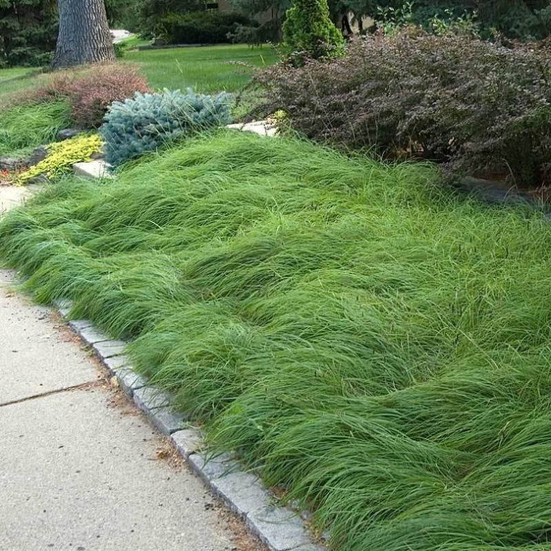 Garden filled with blades of Pennsylvania sedge creating a carpet of soft foliage.