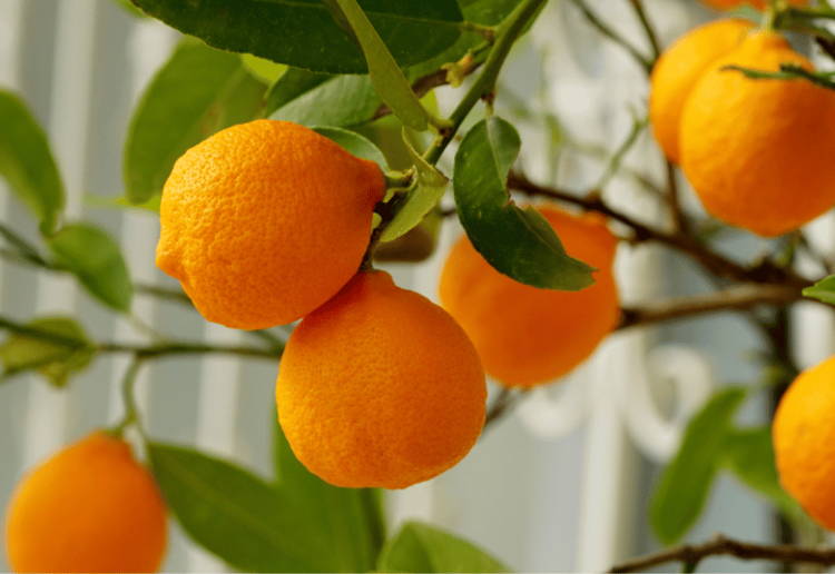 オレンジ 賞味期限