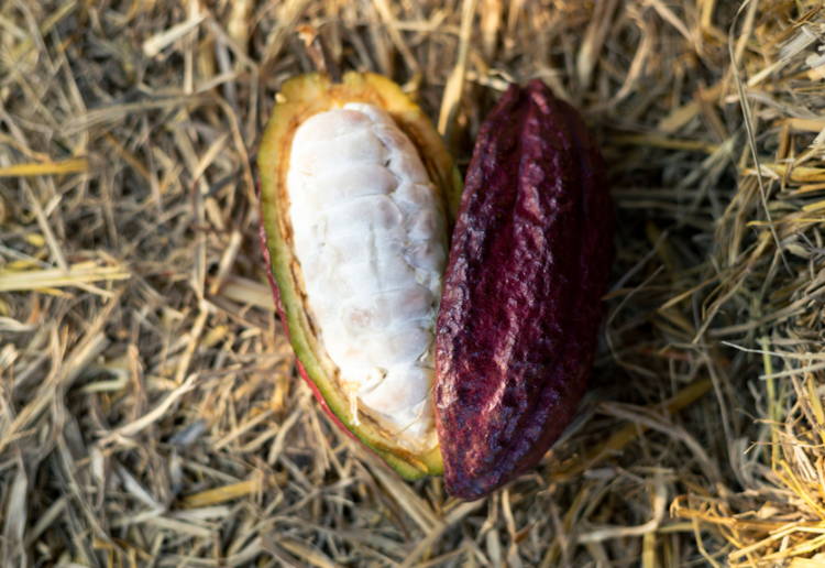 カカオパルプとは