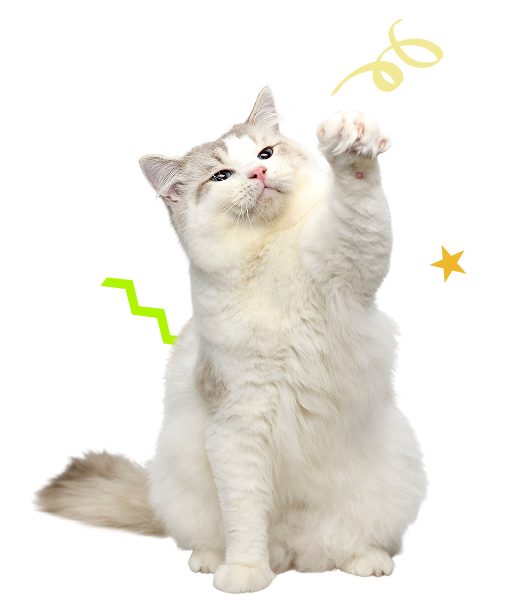 imagen gato 1