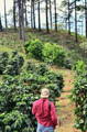 Honduras coffee farmers during harvest