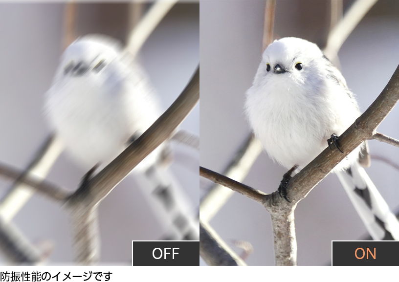 シマエナガ