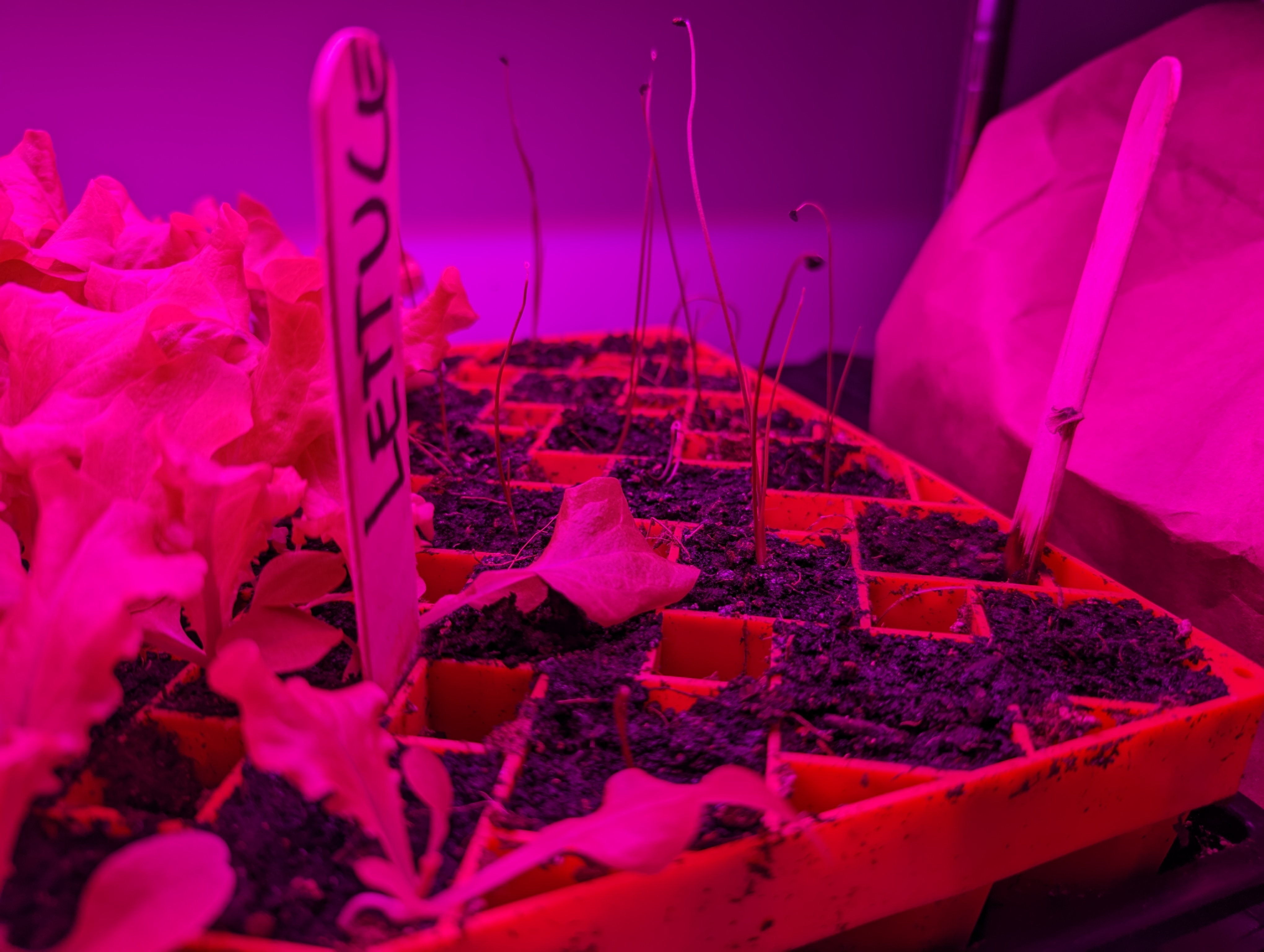 A tray of seeds underneath a red grow light