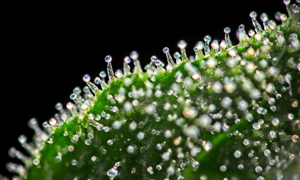 Cannabis Trichome on Cannabis Plant Zoom