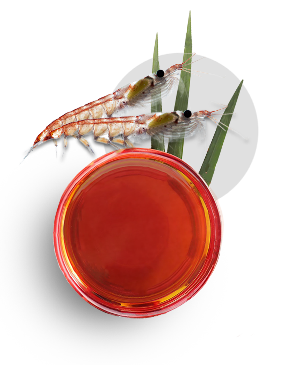 a bowl of krill oil singapore with two krill beside