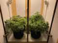 4 indoor cannabis plants inside the BudPots in a white an wooden growbox, all in the early flowering stage