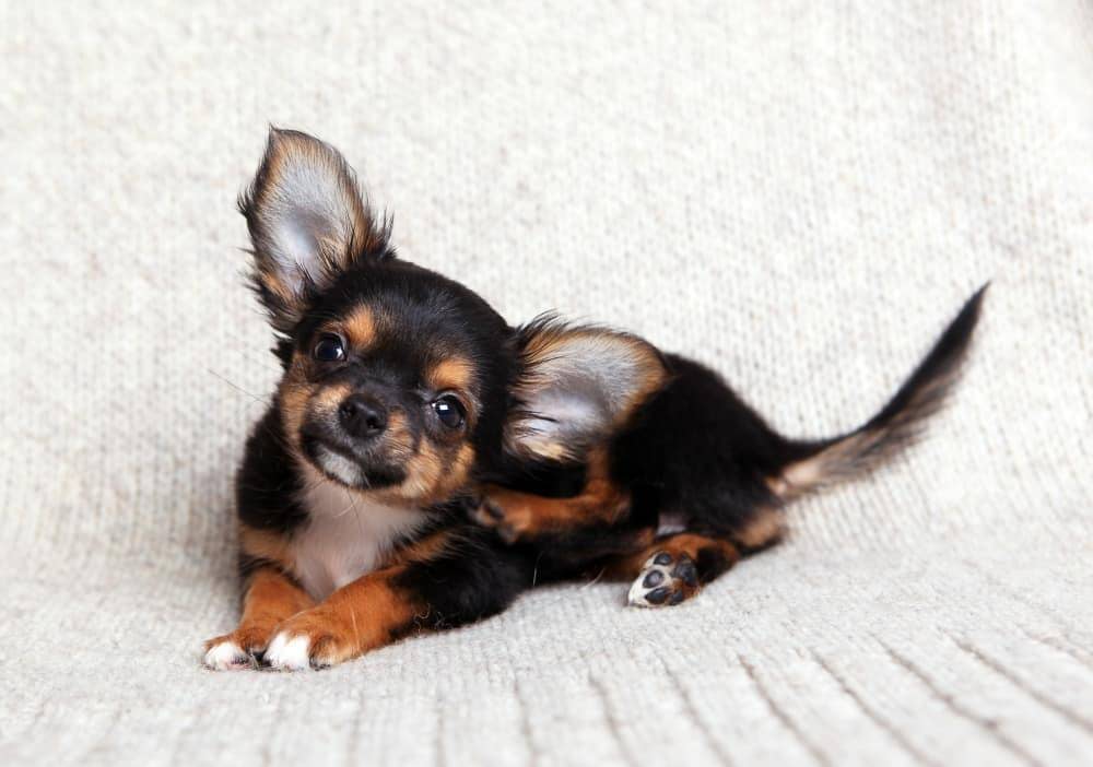 are chihuahuas prone to seizures