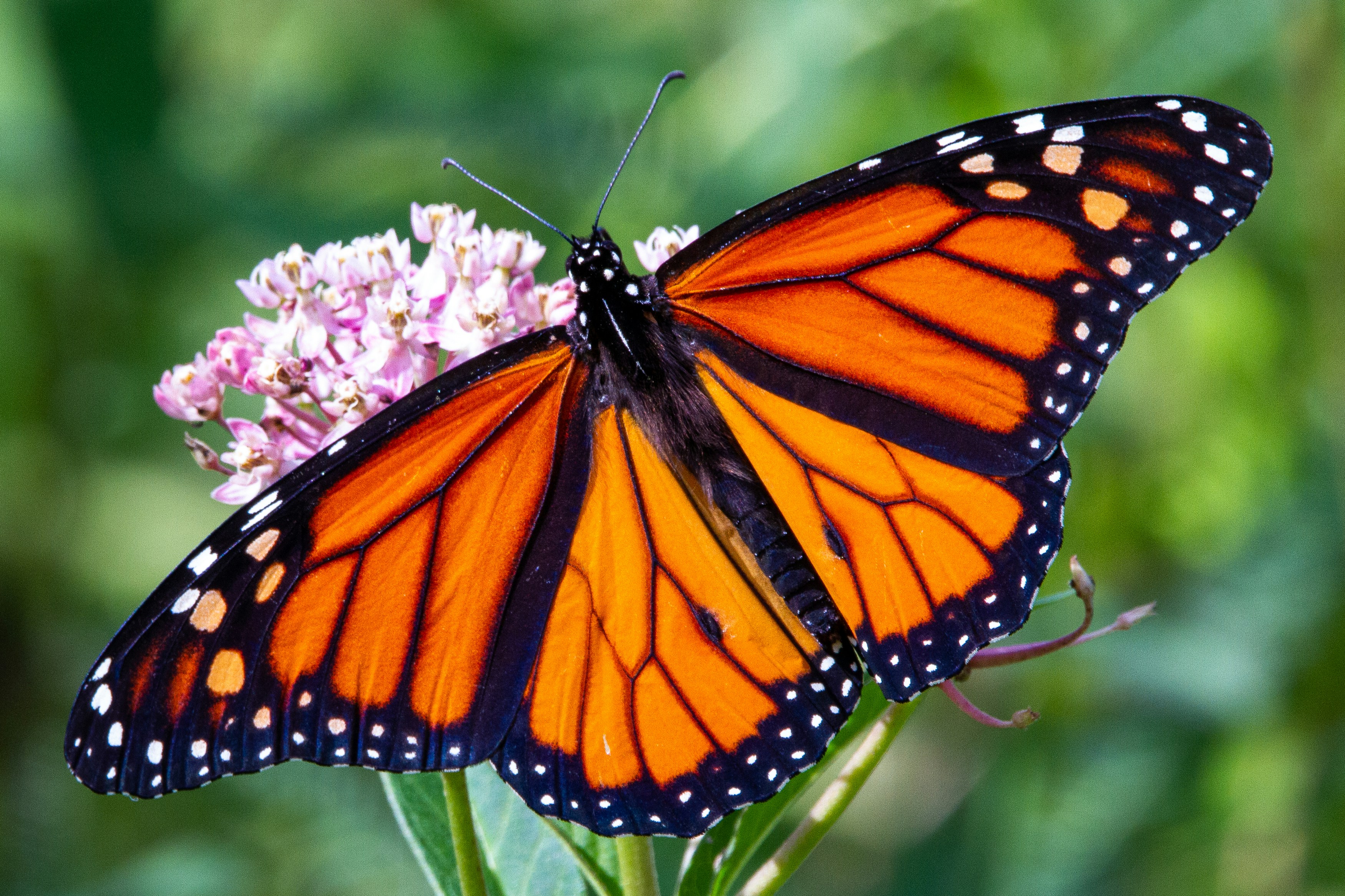 Orange and black monarch butterfly on a flower
