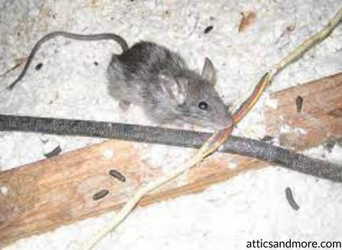 mice_and_rats_damage