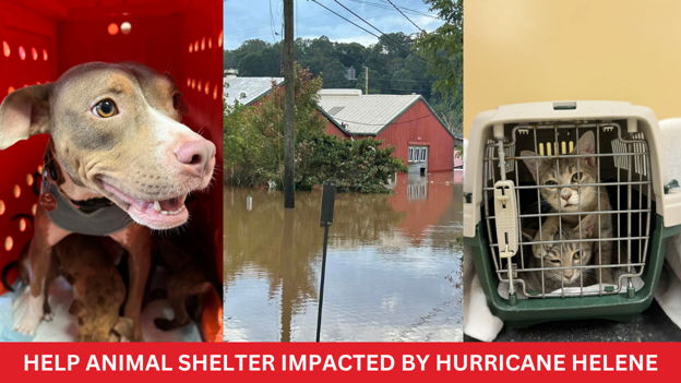 URGENT: Help Animals Affected by Hurricane Helene
