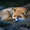 Fox resting near tree trunk