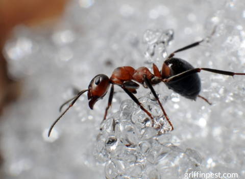 carpenter ants in winter