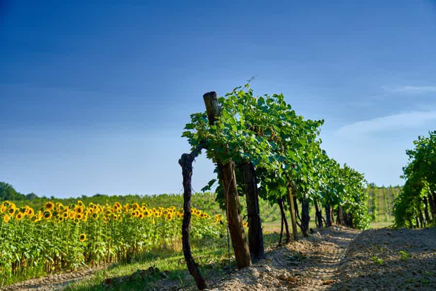 Half-Day Etyek Wine Tour from Budapest with Meal - photo 1