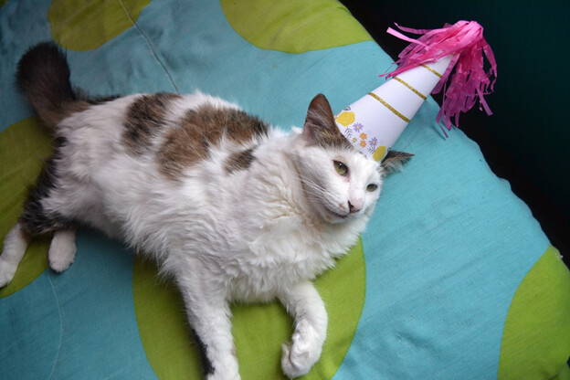 Cat in a birthday hat 