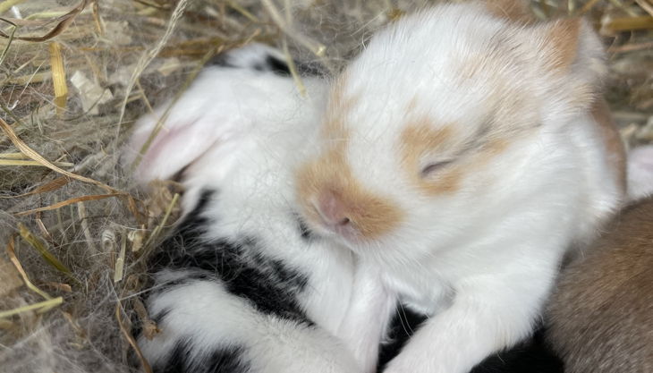 kaninchen babys